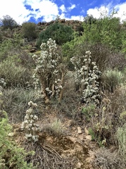 Cotyledon orbiculata