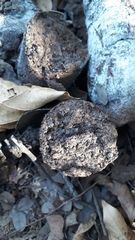 Myrmecophaga tridactyla