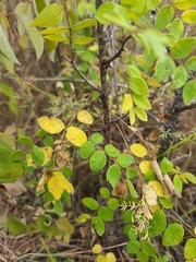 Zanthoxylum americanum