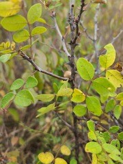 Zanthoxylum americanum