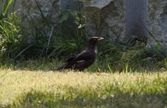 Acridotheres cristatellus