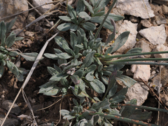 Eriogonum havardii