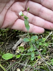 Stellaria