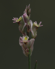 Polygala scoparioides