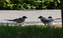 Cyanopica cyanus