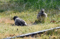 Spodiopsar cineraceus
