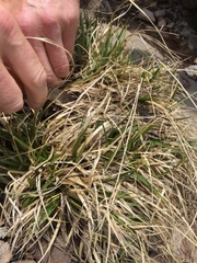 Carex tristis