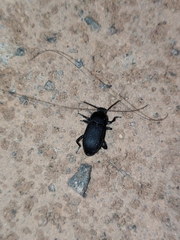 Tenebrionidae