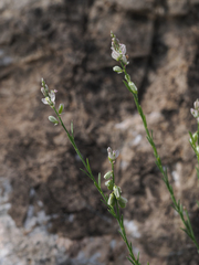 Polygala scoparioides