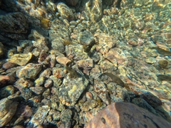 Parablennius parvicornis