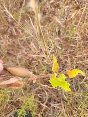 Asclepias viridiflora