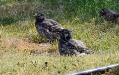 Spodiopsar cineraceus