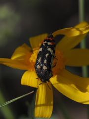 Acmaeodera disjuncta