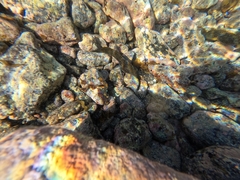 Parablennius parvicornis