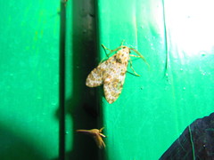 Eucereon myrina