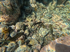 Parablennius parvicornis