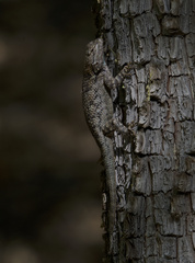 Sceloporus clarkii