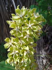 Asclepias lynchiana