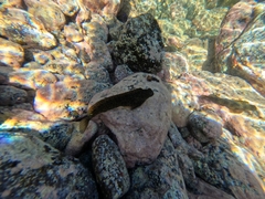 Parablennius parvicornis