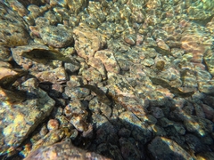 Parablennius parvicornis