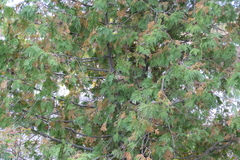 Thuja occidentalis