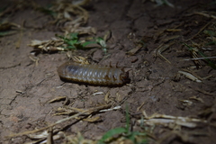 Monocesta coryli
