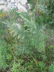 Artemisia umbrosa