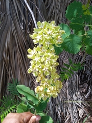Asclepias lynchiana