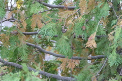 Thuja occidentalis