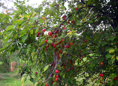 Malus prunifolia