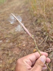Asclepias stenophylla