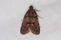 Mimaglossa nauplialis