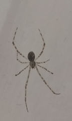 Theridiidae