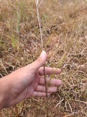 Asclepias stenophylla
