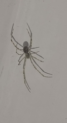Theridiidae