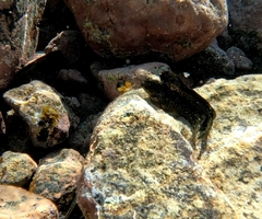 Parablennius parvicornis