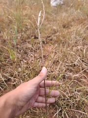 Asclepias stenophylla