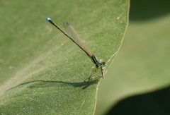 Ischnura asiatica