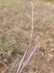 Asclepias stenophylla