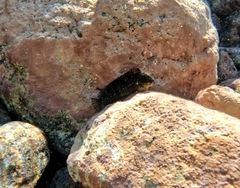 Parablennius parvicornis