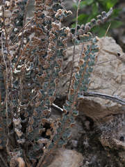 Astrolepis integerrima