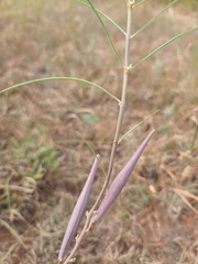Asclepias stenophylla