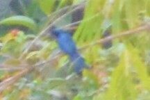 Dicrurus aeneus aeneus