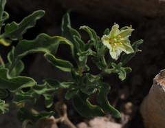 Chamaesaracha sordida