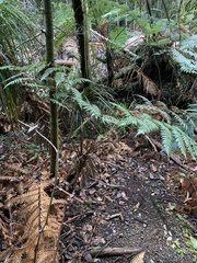 Dicksonia lanata