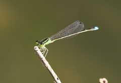 Ischnura asiatica