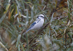 Cyanistes cyanus