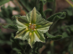 Chamaesaracha sordida