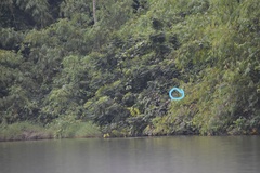 Dicrurus aeneus aeneus