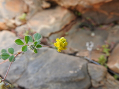Medicago coronata